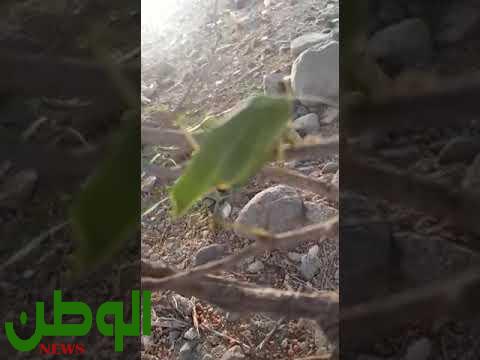 شاهد مواطن في محافظة المجاردة يرصد حشرة تشبه ورقة السدرة