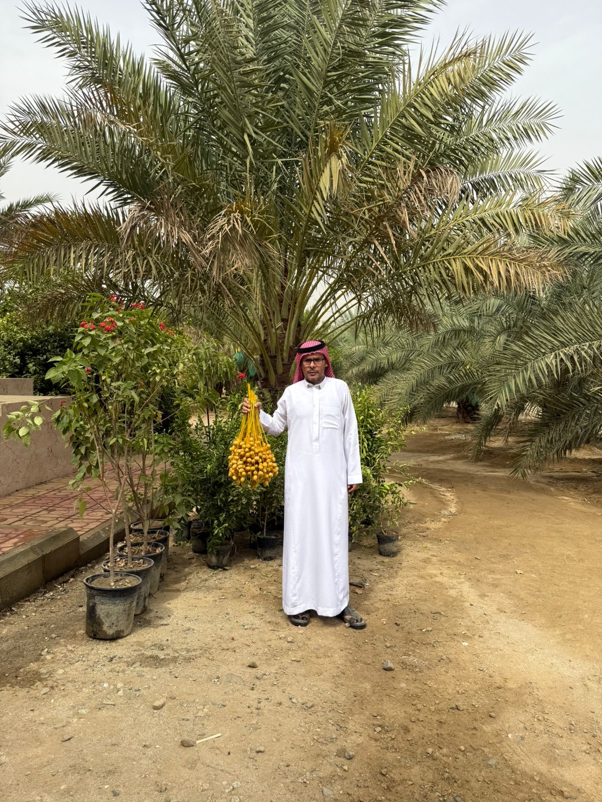 بيئة العرضيات تتابع حصاد النخيل والحمضيات في المزارع النموذجية 1 55dfd4c8 7489 40b7 baeb f2d2322cdf03