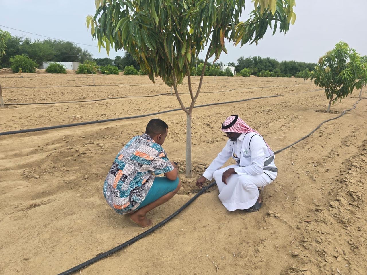 بيئة القنفذة تطلق مبادرة لترشيد استهلاك المياه في مزارع المحافظة 5 99a4f882 c014 4046 9270 8a772d5d2a89