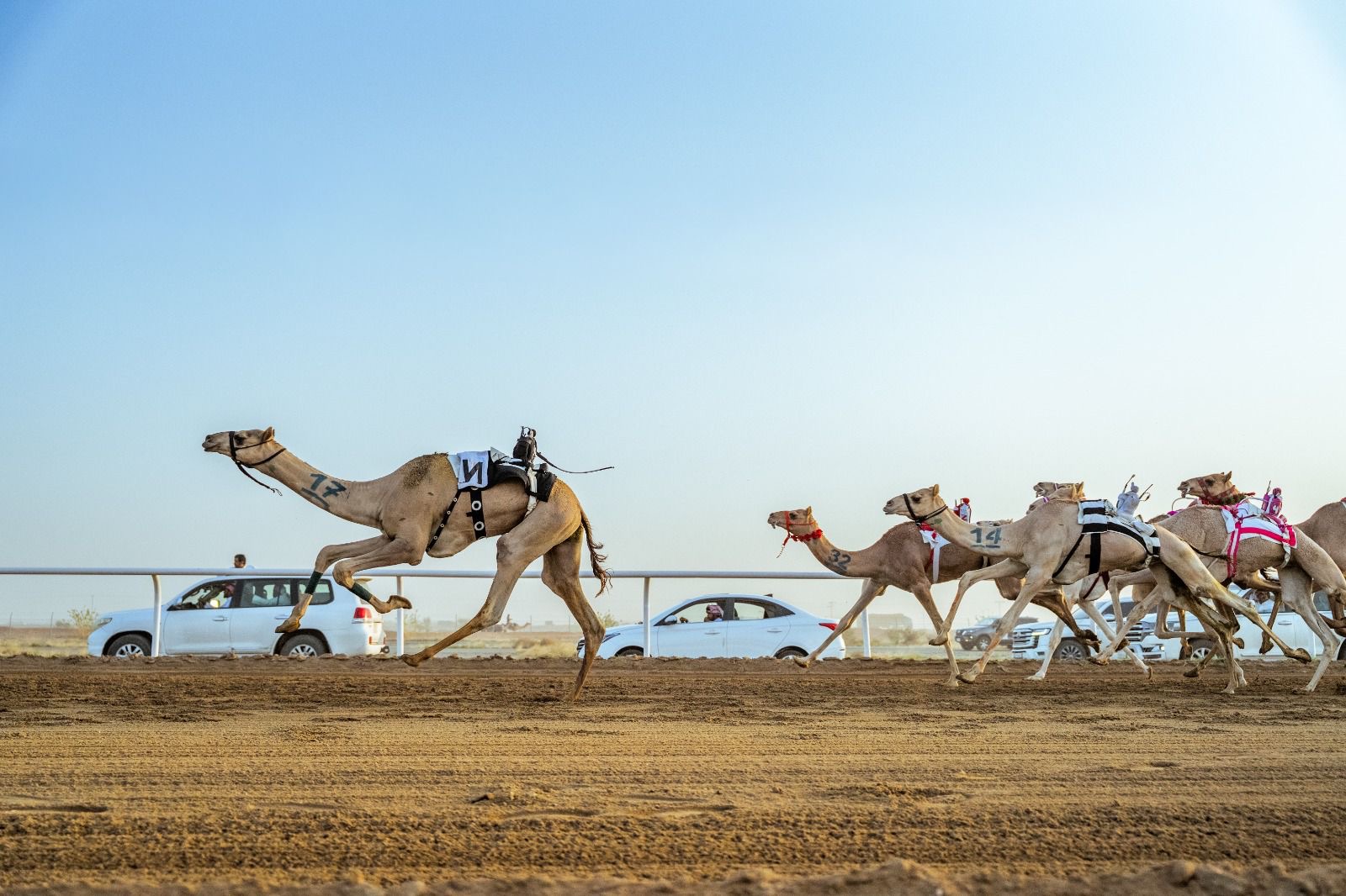 مهرجان ولي العهد للهجن 2025 يكسر حاجز الـ 100 ألف مطية ويواصل تسجيل الأرقام القياسية 1 edb5bebd b201 4dc2 ba12 026a51faefa1
