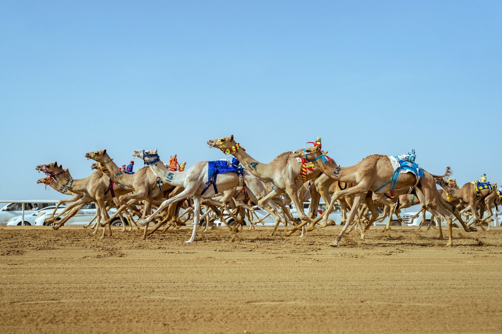 سيطرة سعودية في افتتاحية مهرجان ولي العهد للهجن 2025م و بحضور فهد بن جلوي على أرض ميدان الطائف التاريخي 13 ff8a9c5f 6c48 4755 a039 3047396ec6eb